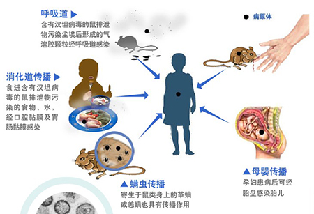 流行性出血熱你了解多少？