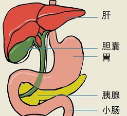 健康科普丨關(guān)于膽囊炎你了解多少？