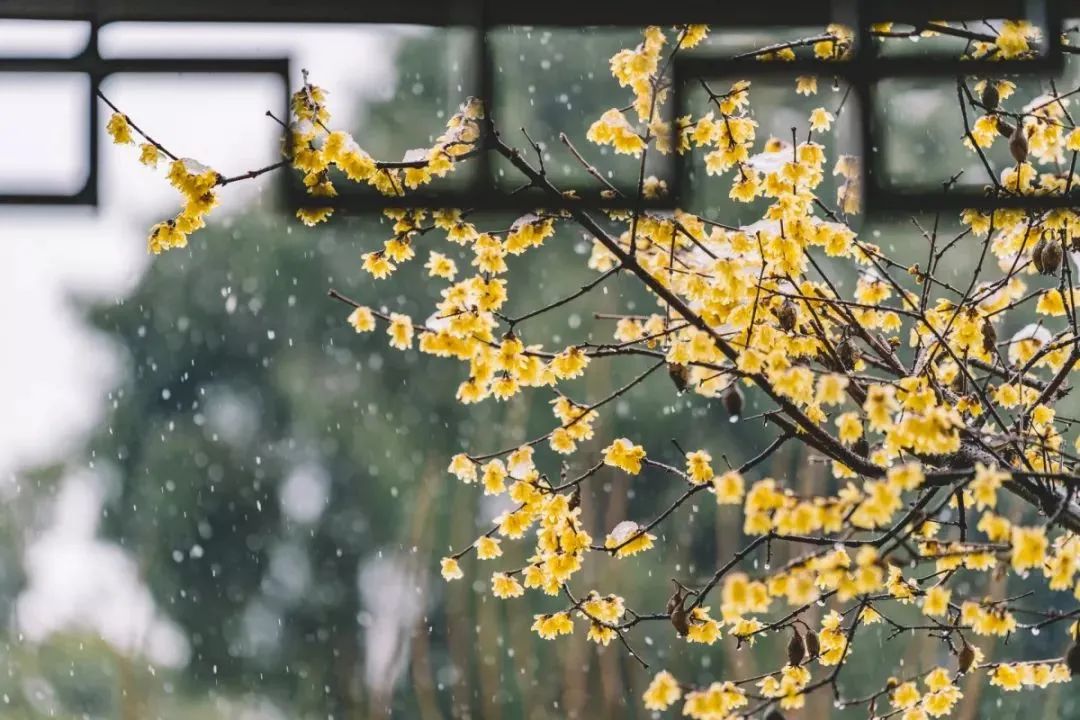 小寒，全年最冷的節(jié)氣！中醫(yī)教你正確調(diào)養(yǎng)身體